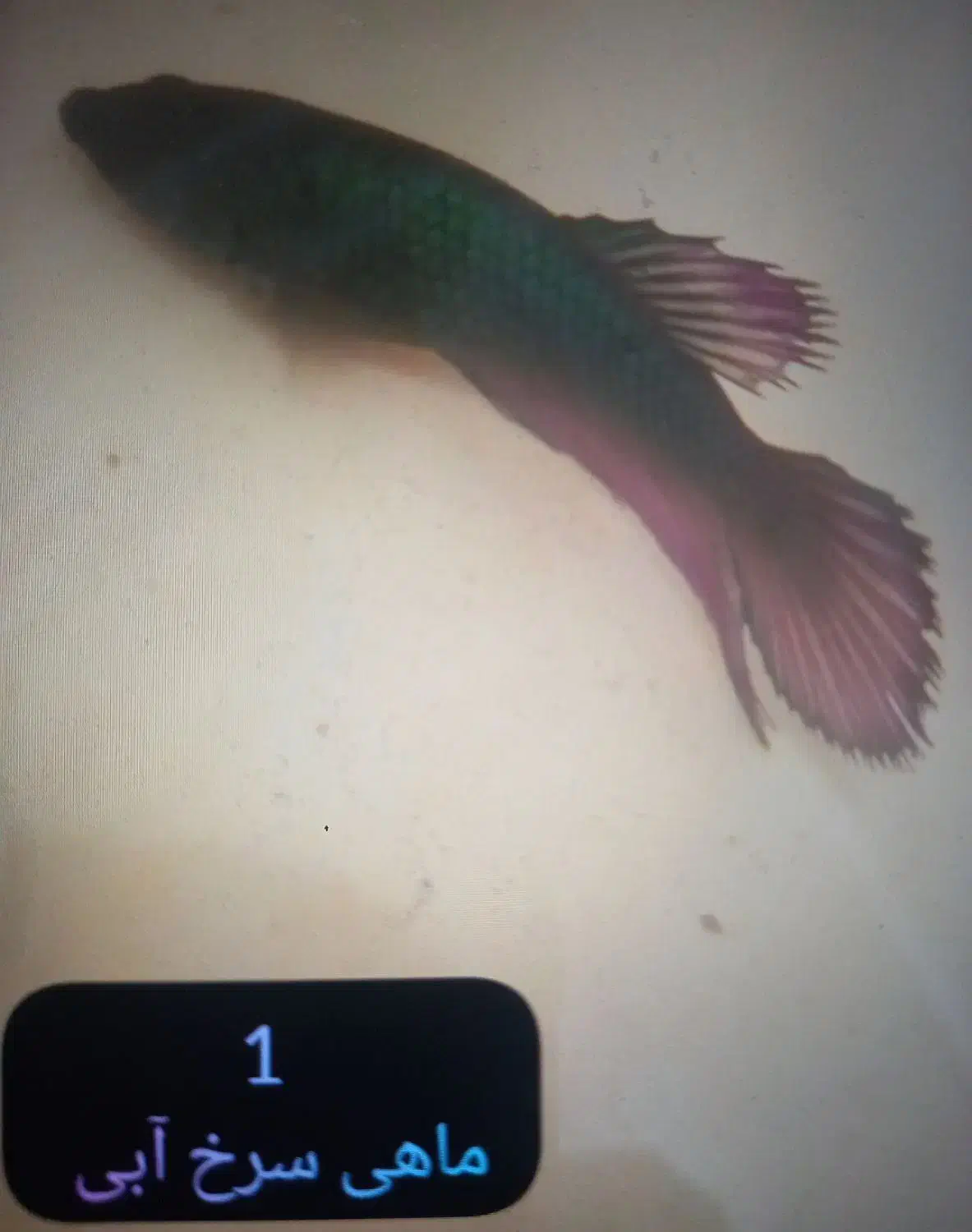 ماهی فایتر ماده|ماهی|تهران, ائمه اطهار|دیوار