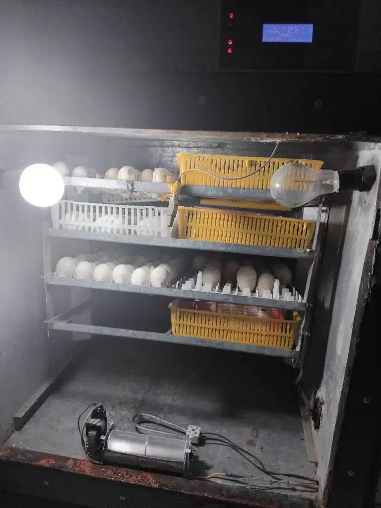 دستگاه جوجه کشی۸۰۰ تایی|لوازم جانبی حیوانات|بناب, |دیوار