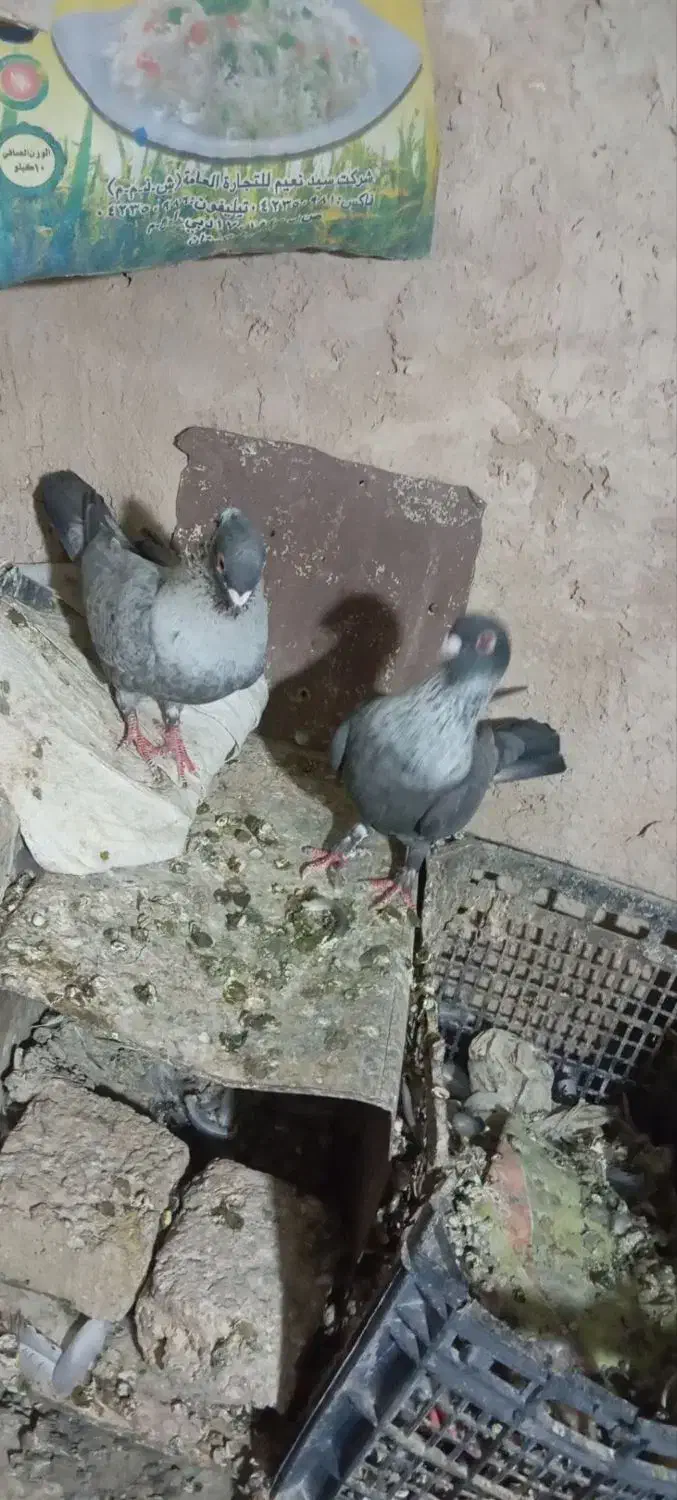 کبوترموشی نقره ای طوق سفید|پرنده|چناران, |دیوار