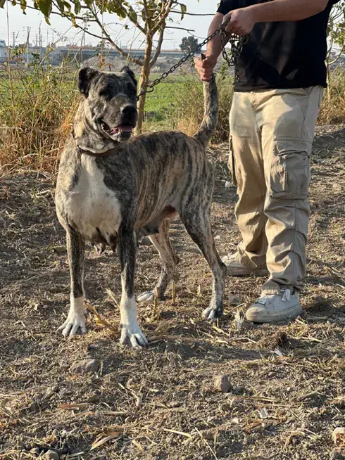 سگ ماده خراسانی سرابی کانگال آلابای|سگ|ری, فیروزآباد|دیوار