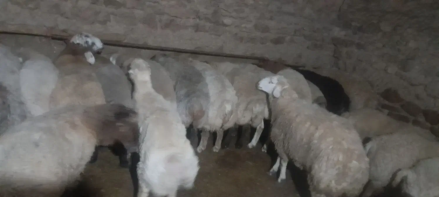 بره نره ۳۰ عدد پشم هاشو زدم|حیوانات مزرعه|شیروان (خراسان), |دیوار