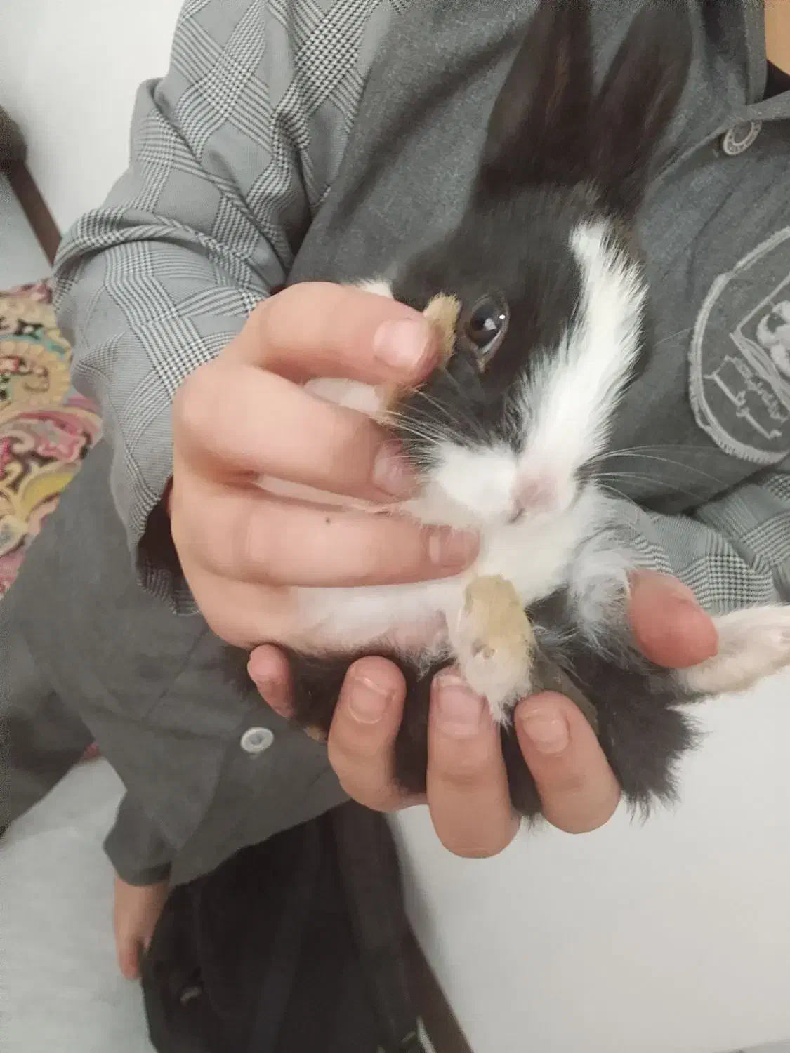 خرگوش|موش و خرگوش|همدان, |دیوار