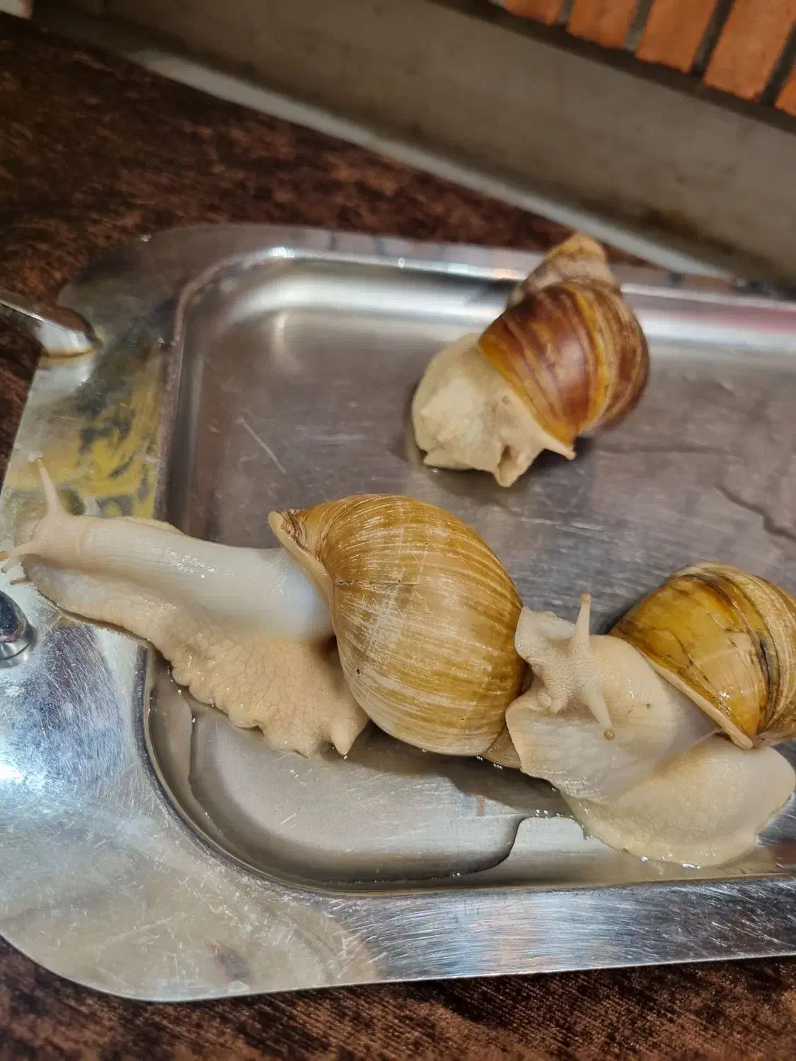 حلزون مولد آلبینو|خزنده|قم, چهل درخت‎|دیوار