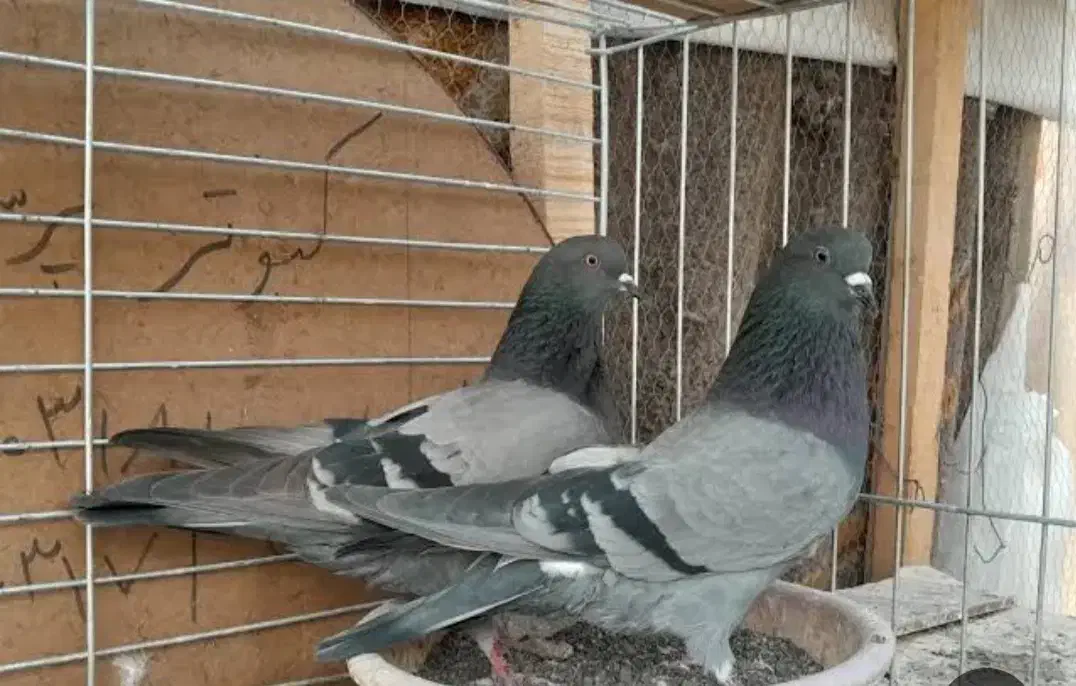 یه جفت سبز عتیقه|پرنده|مینودشت, |دیوار