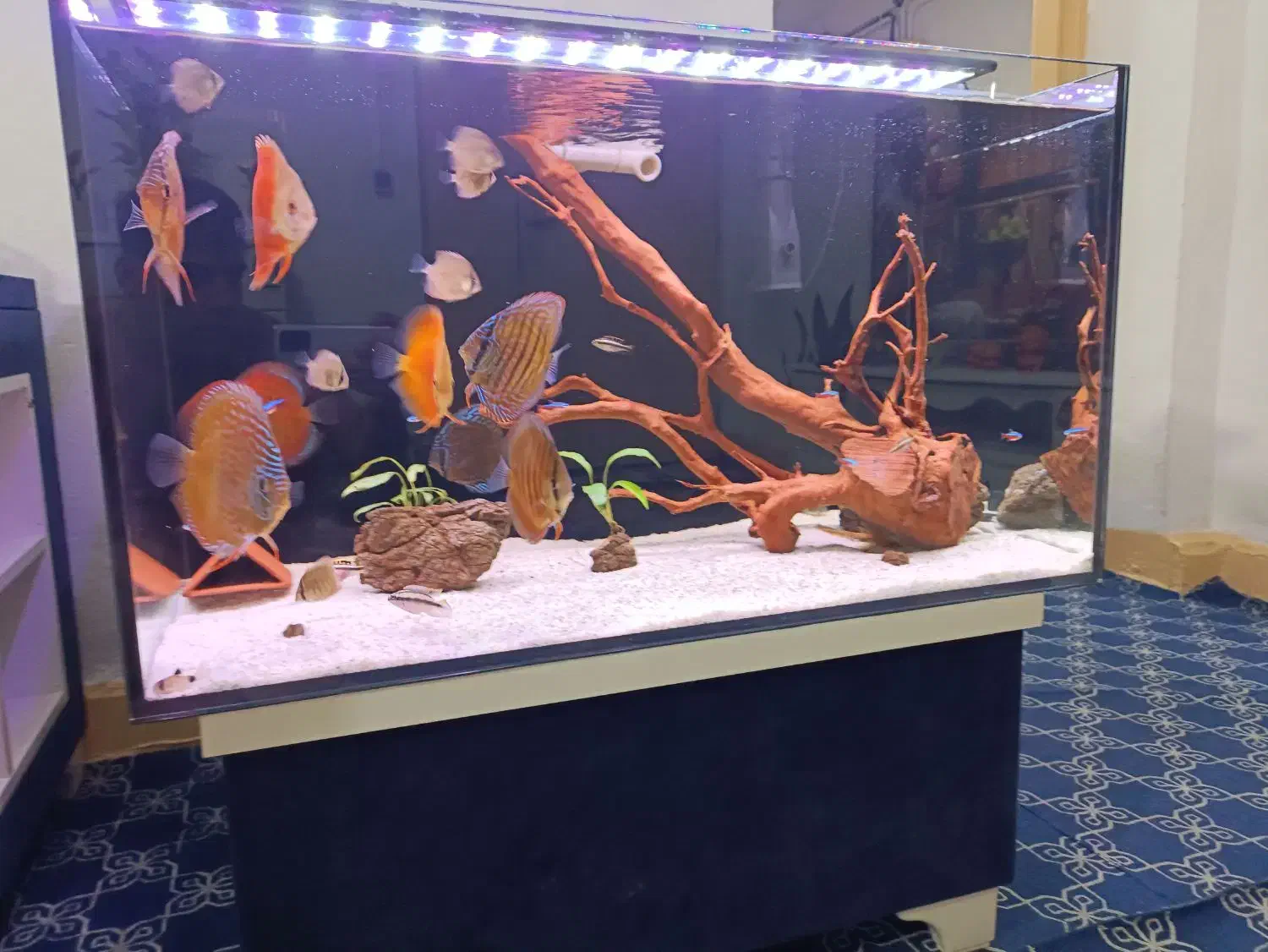 آکواریوم آوا چابهار و کنارک|ماهی|چابهار, |دیوار