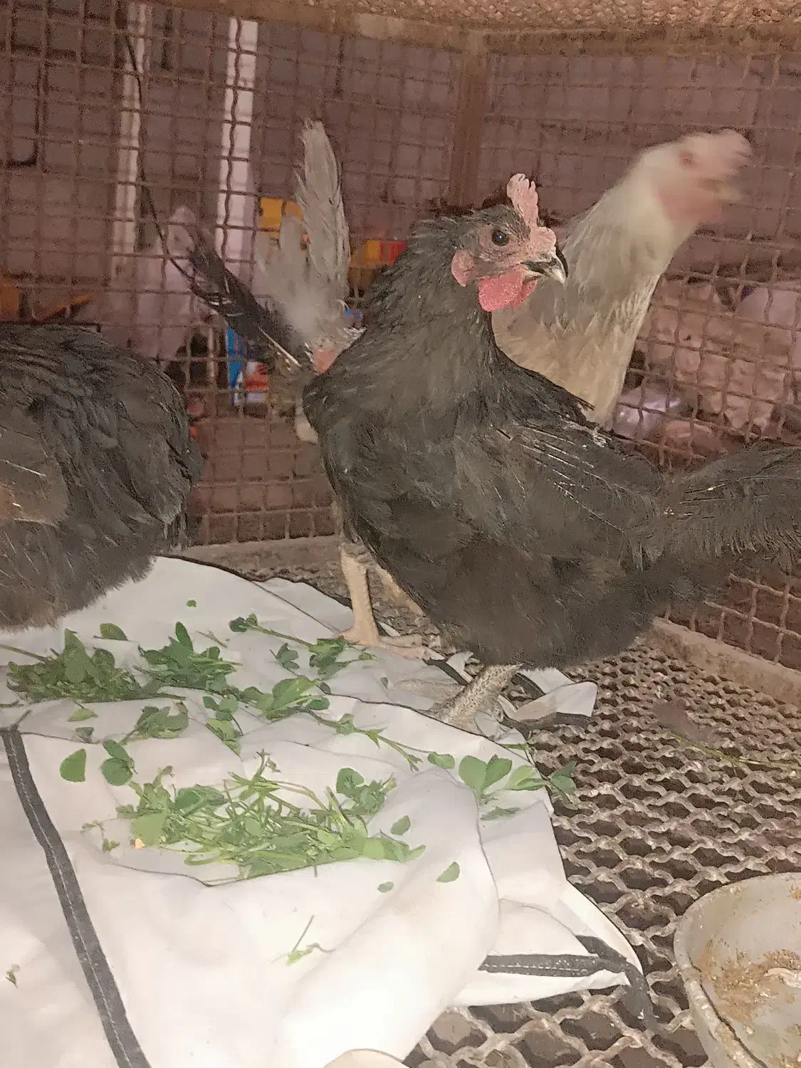 مرغ محلی|پرنده|گنبکی, |دیوار