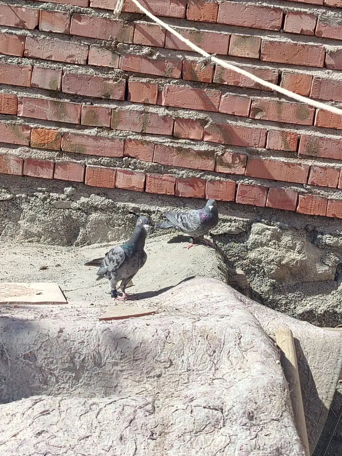 دو عدد جوجه پلاکی|پرنده|بافت, |دیوار