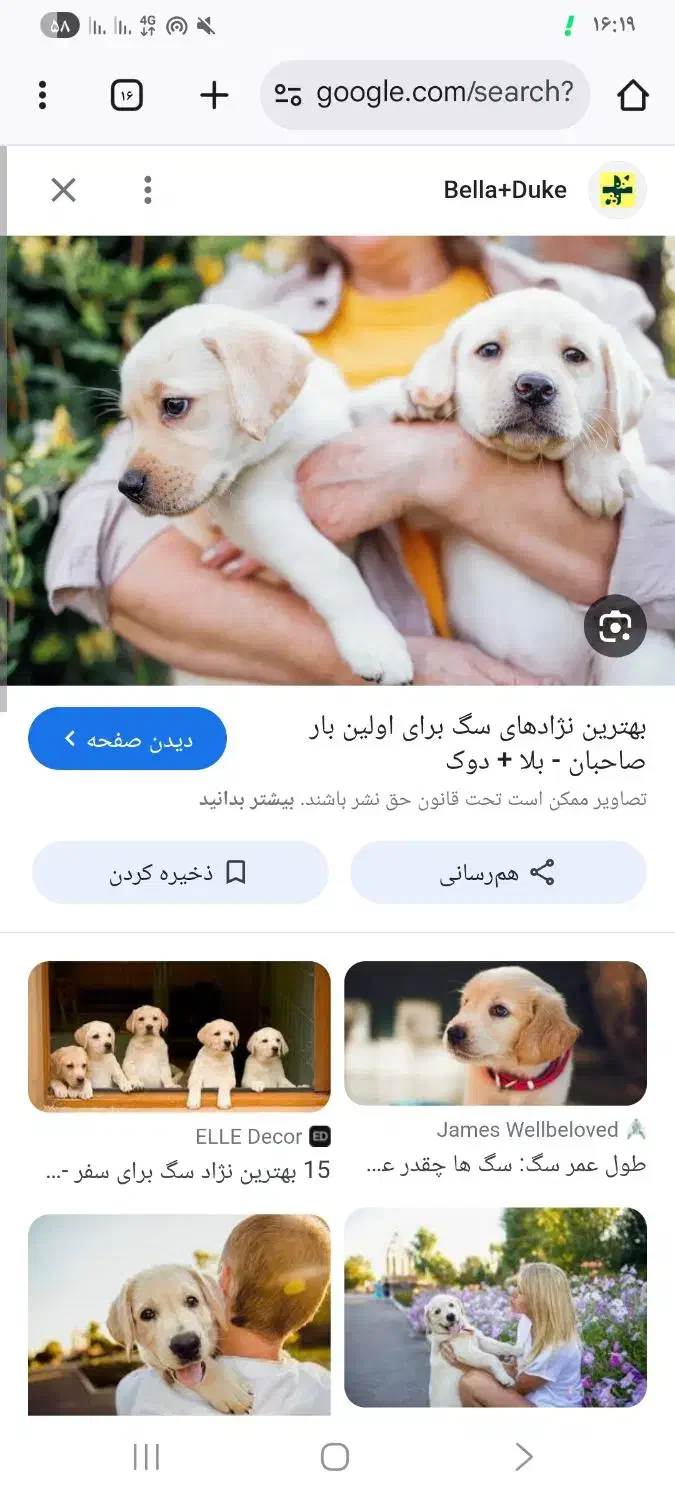 پیدا کردم سگ ژرمن شیپر|حیوانات|جیرفت, |دیوار