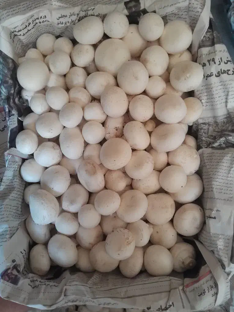 قارچ درجه یک عمده ارسال رایگان|خوردنی و آشامیدنی|شیراز, گلشن|دیوار