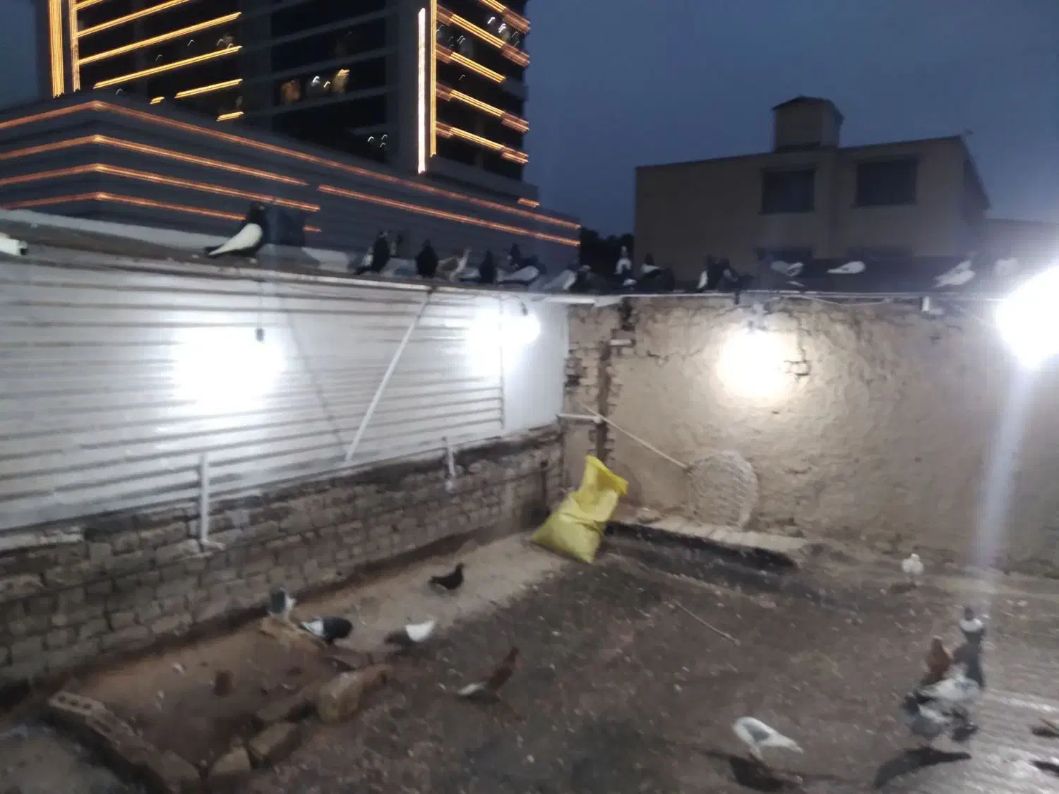 سینه سیاه هوایی..|پرنده|مشهد, امام خمینی|دیوار