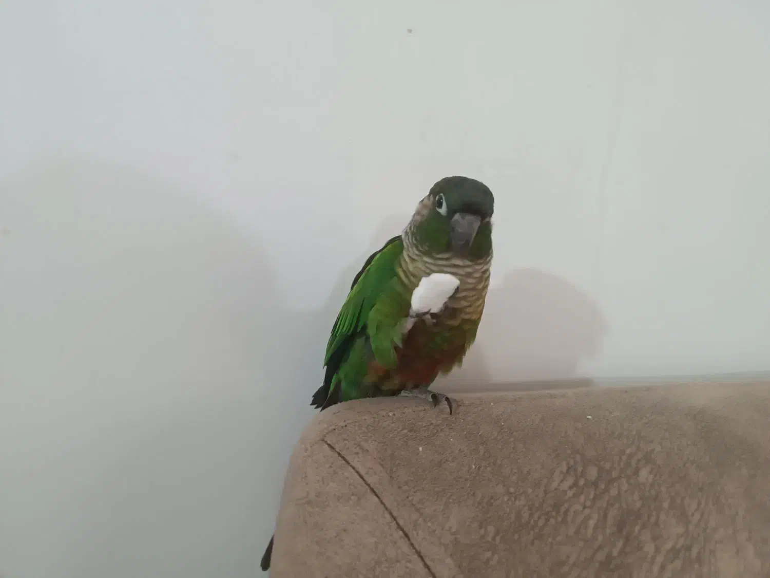 طوطی گرینچیک|پرنده|شهرکرد, |دیوار