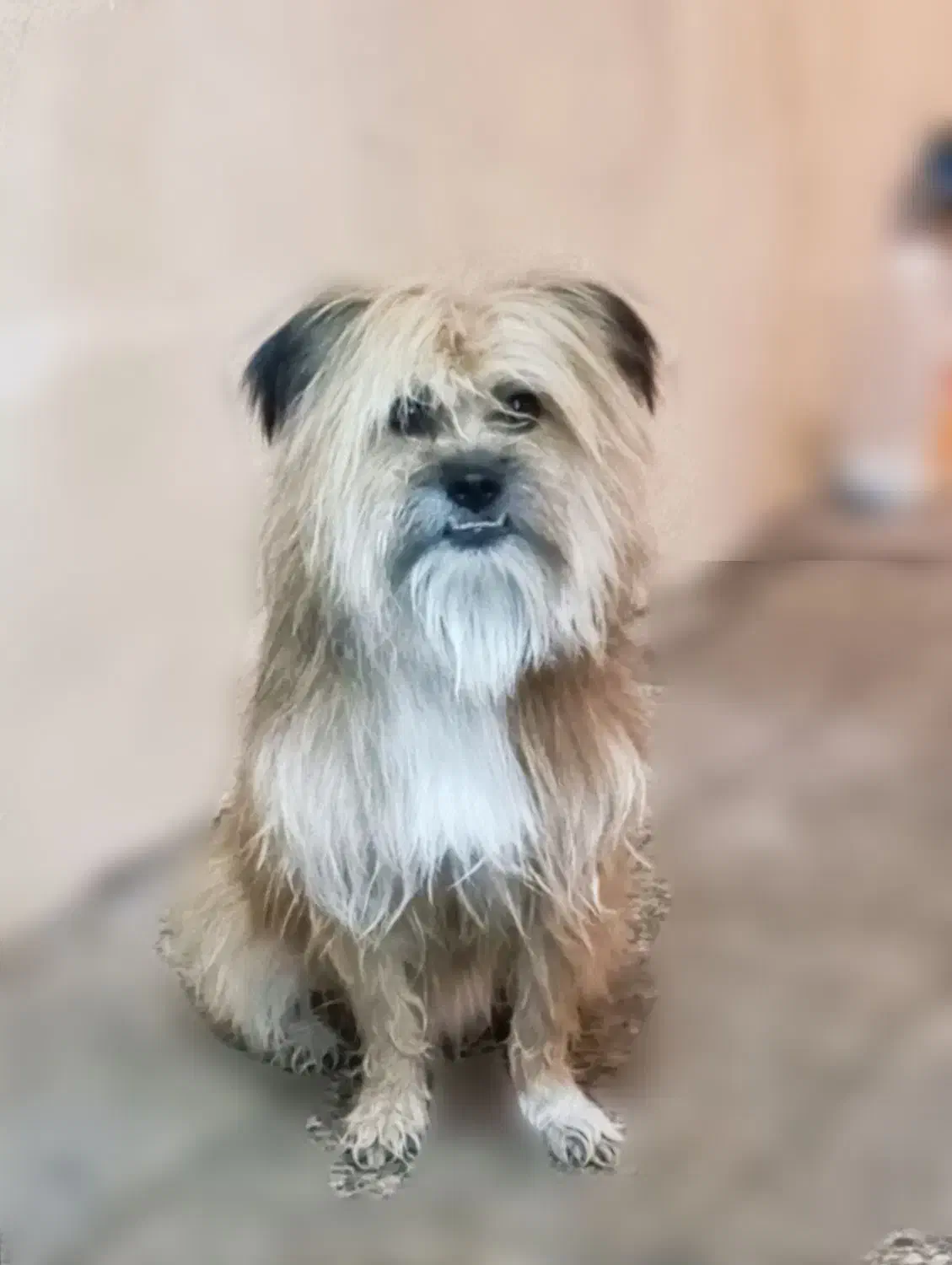 سگ معاوضه دارم با کبوتر خوب خوشونه گرده دار|سگ|خرم‌آباد, |دیوار