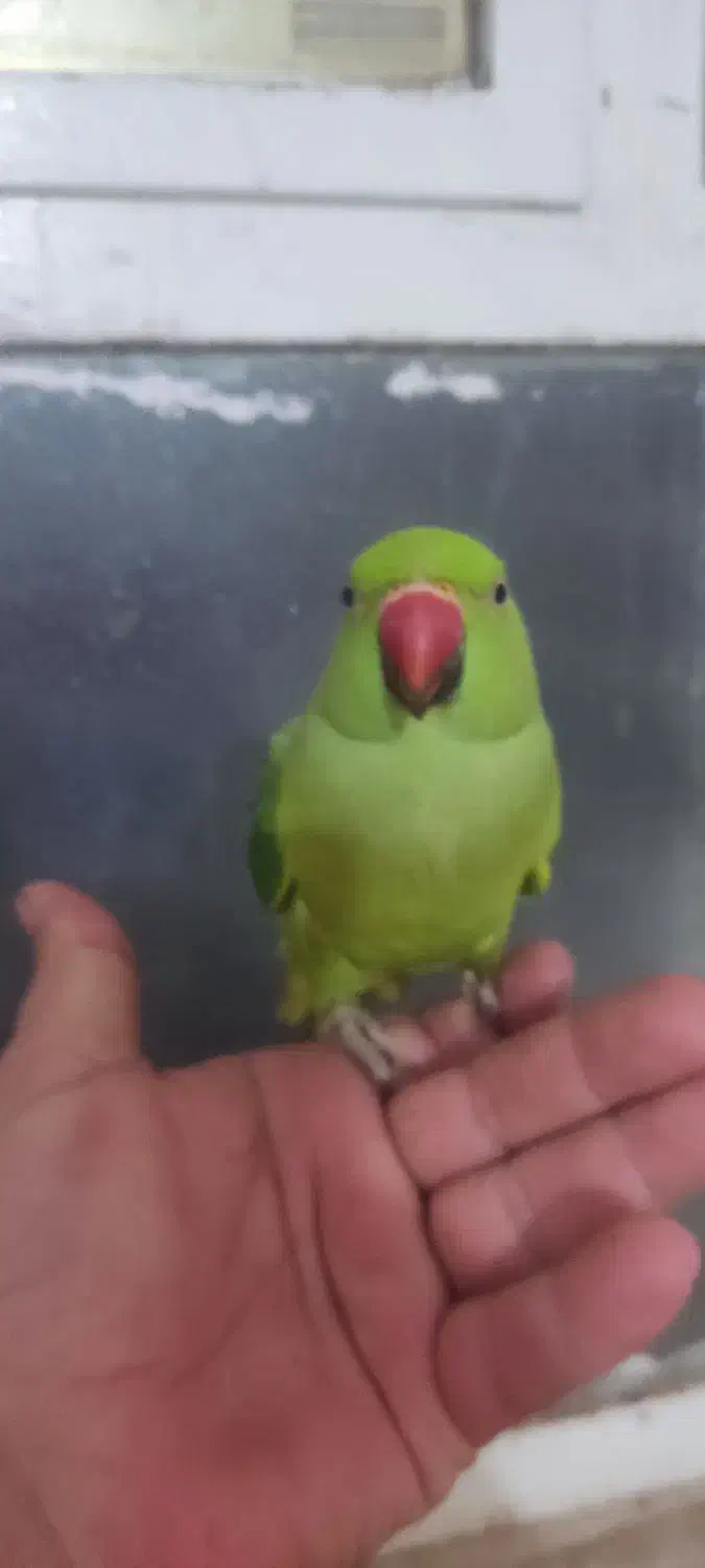 طوطی ملنگو|پرنده|برازجان, |دیوار