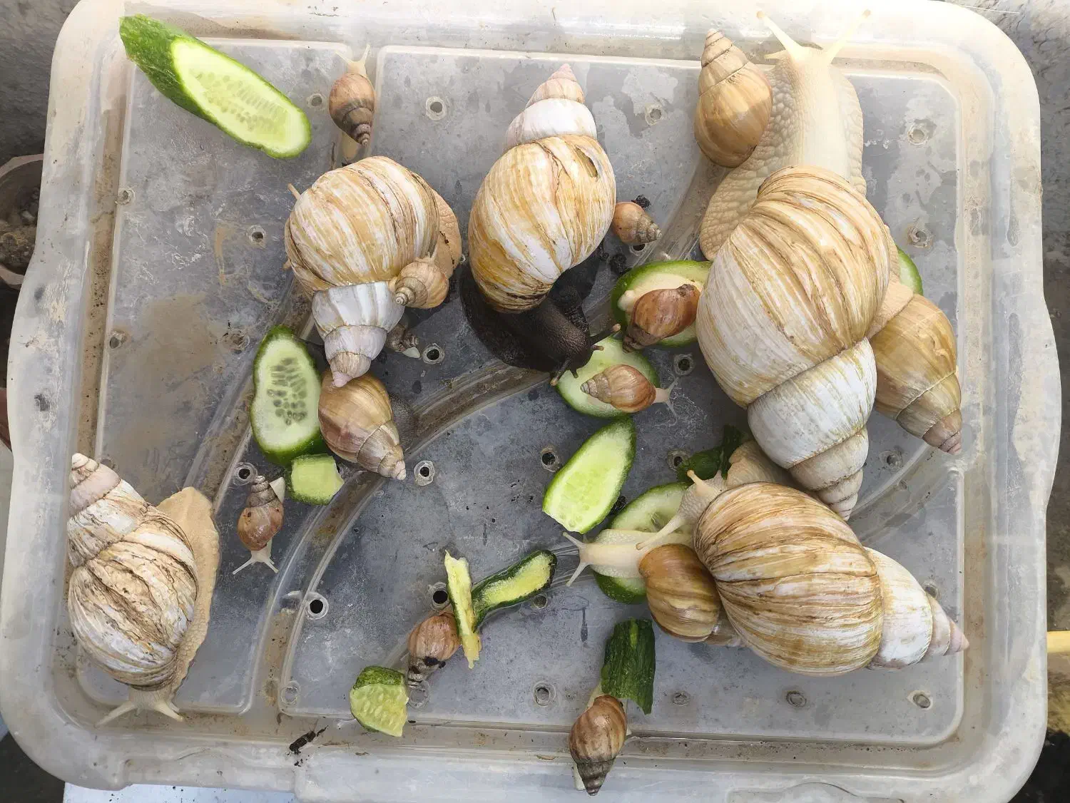 حلزون|خزنده|بجنورد, |دیوار