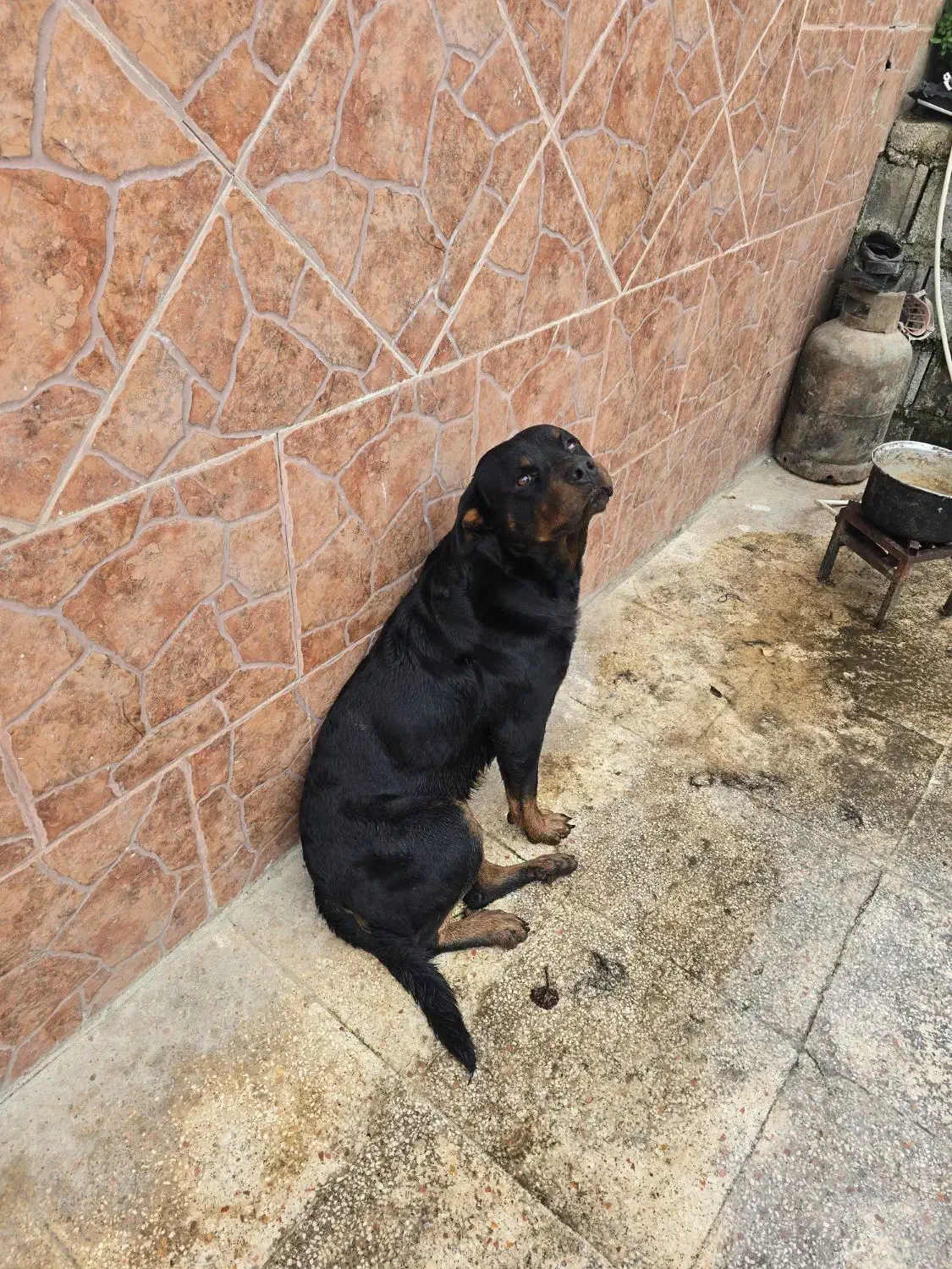 سگ روتوایلر نر سه ساله پوزه دلقکی|سگ|رودسر, |دیوار