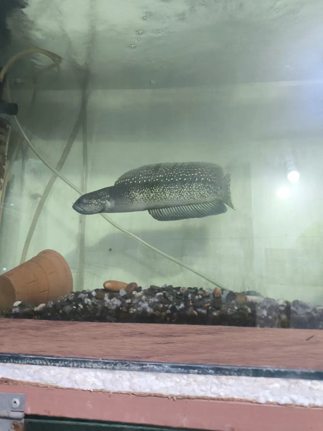 ماهی چانا|ماهی|مبارکه, |دیوار