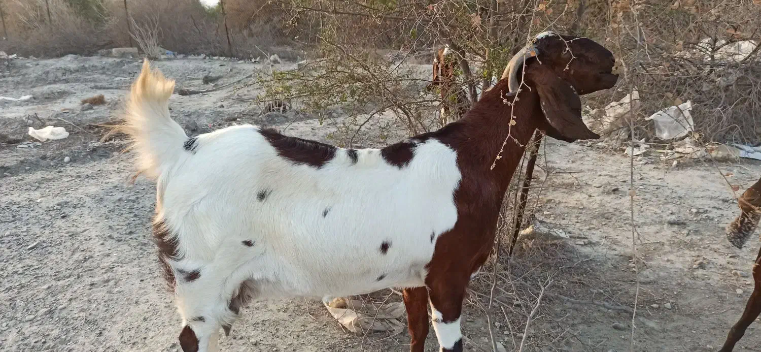 بز چاق سنگین بالای25کیلوگوشت خالص نزار مخصوص قصابی|حیوانات مزرعه|رودان, |دیوار