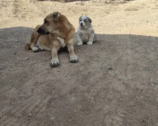 سگ ماده|سگ|مشهد, کشاورز|دیوار