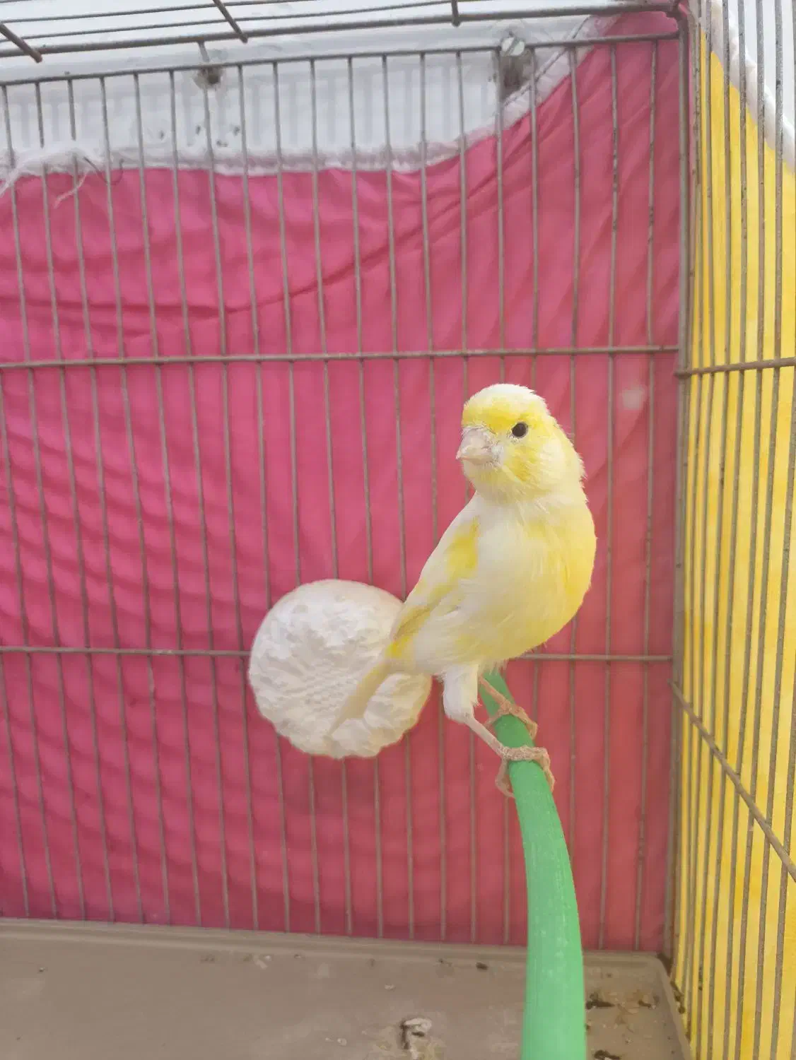 قناری نر|پرنده|فارسان, |دیوار