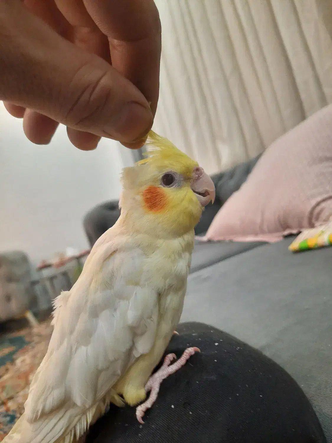 عروس هلندی|پرنده|شهریار, شهرک وائین|دیوار