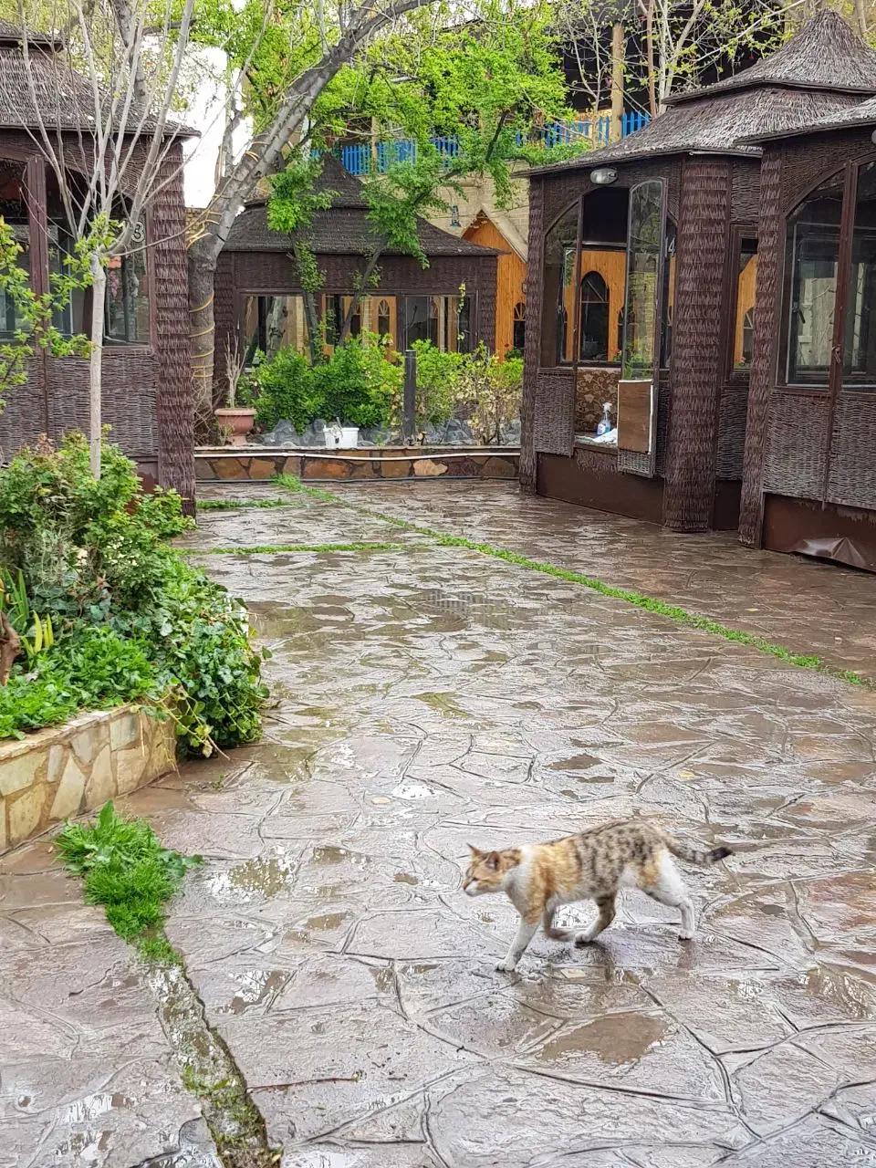 جشن شادی ویژه بانوان|خدمات پذیرایی، مراسم|طرقبه, |دیوار