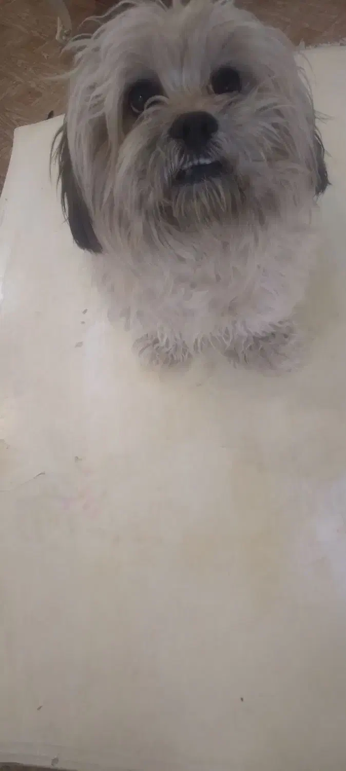 سگ شیتزوسوپرفلت عروسکی|سگ|پاکدشت, پاکدشت (مامازند)|دیوار