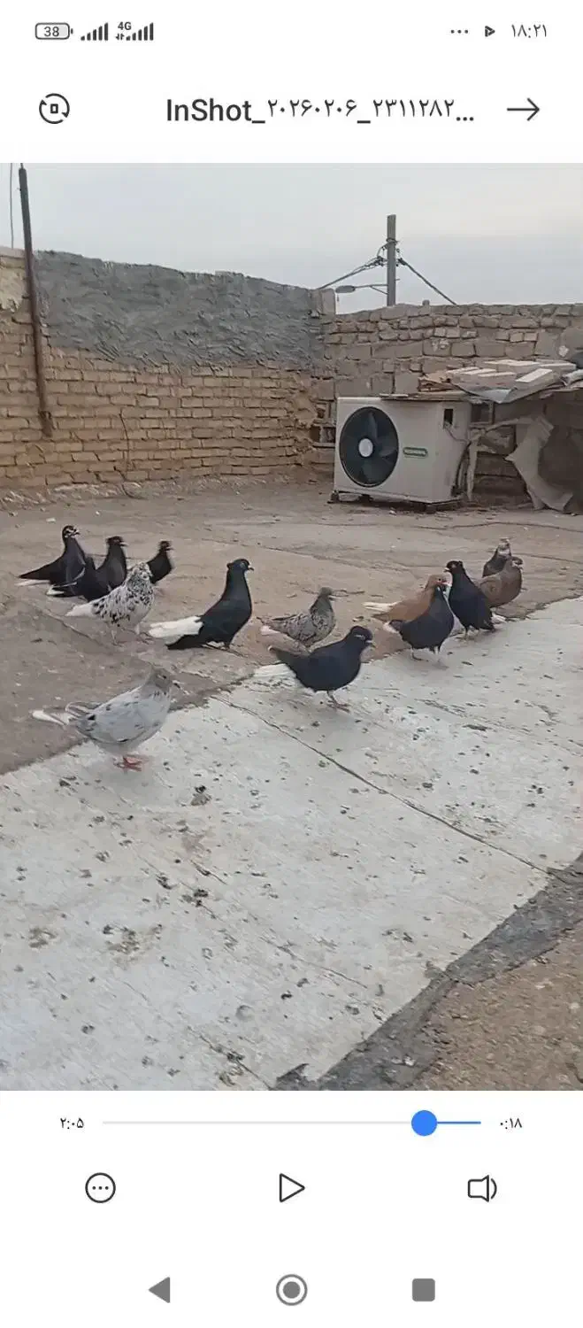 سری دم سفید درجه یک|پرنده|حمیدیه, |دیوار