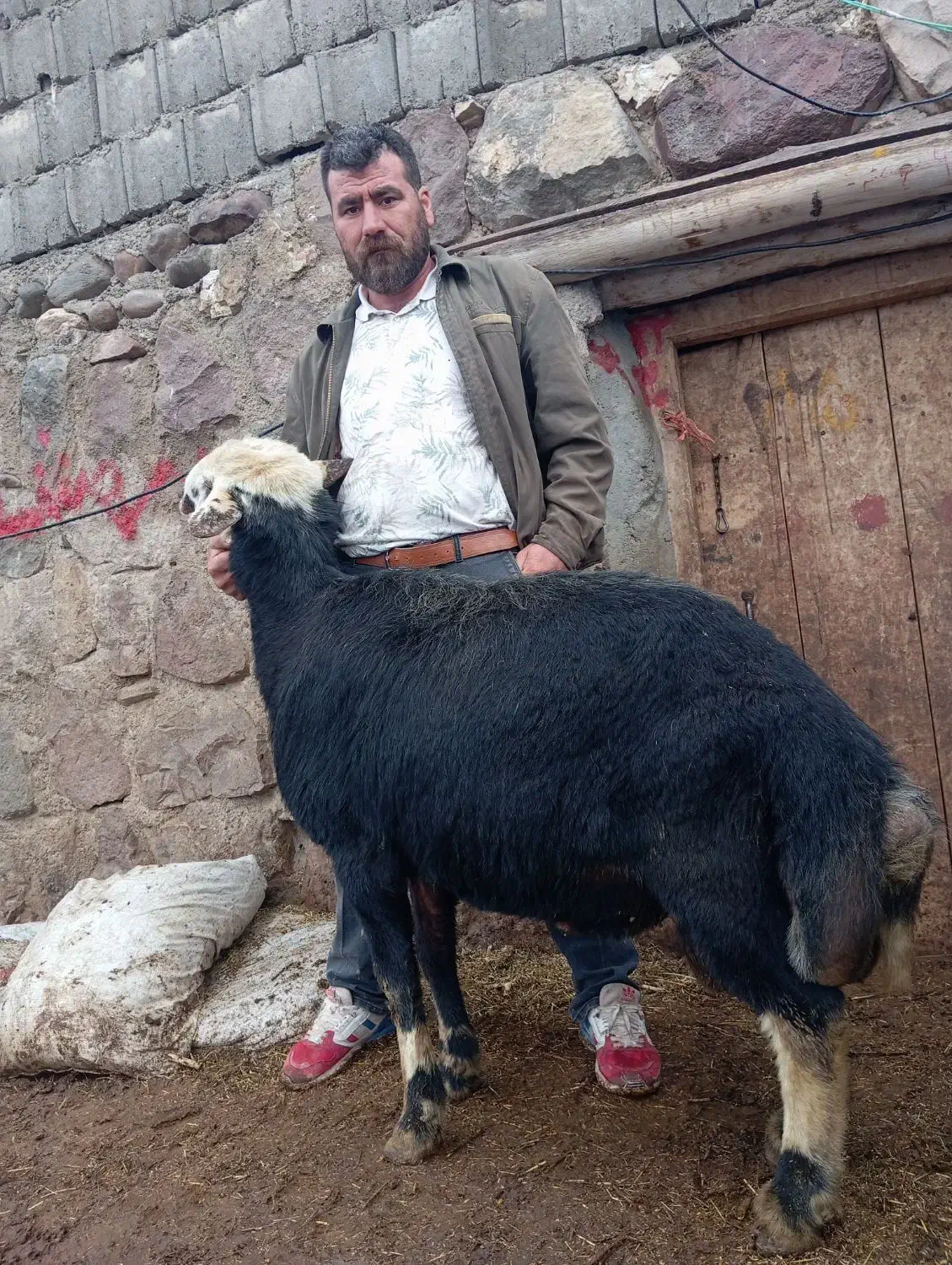 فروشی|حیوانات مزرعه|هشترود, |دیوار