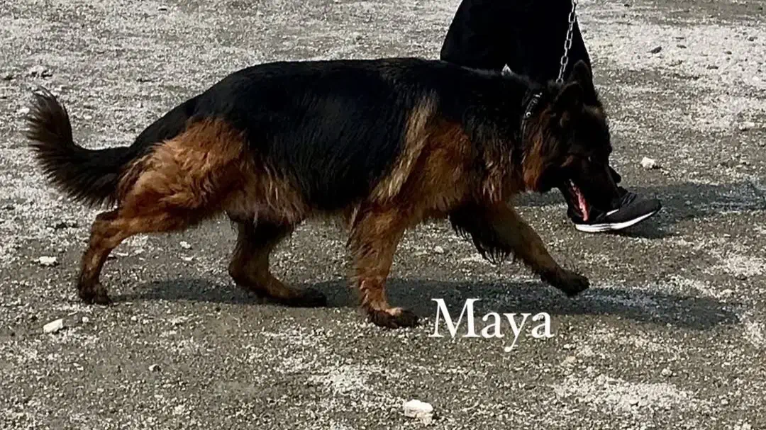 سگ ژرمن شولاین کینگ|سگ|فردیس, شهرک شهید حسینی|دیوار