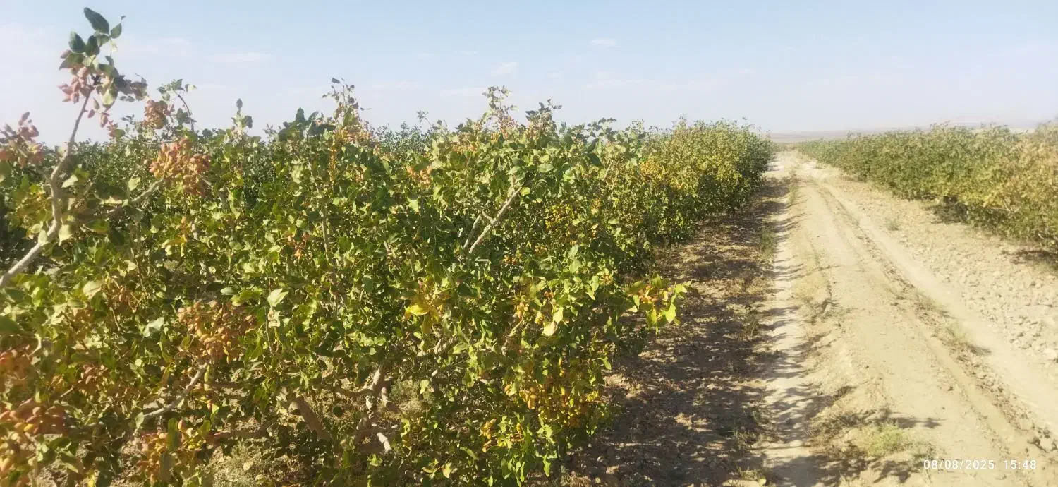 فروش زمین ۱ هکتار  فقط حبه ای 1500|فروش زمین و ملک کلنگی|مروست, |دیوار