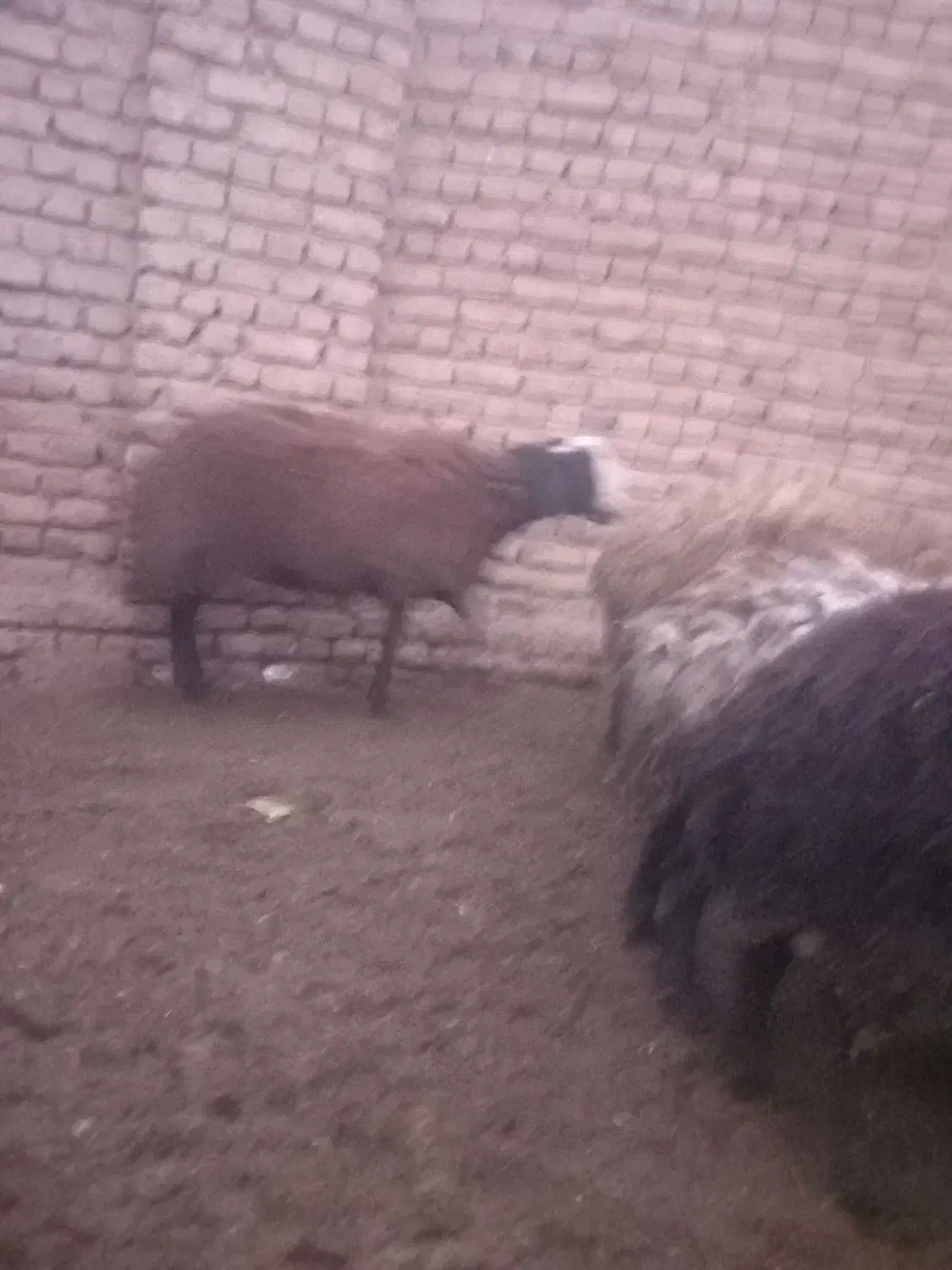 بره نر اصیل شال مناسب قوچی|حیوانات مزرعه|دشتابی, |دیوار