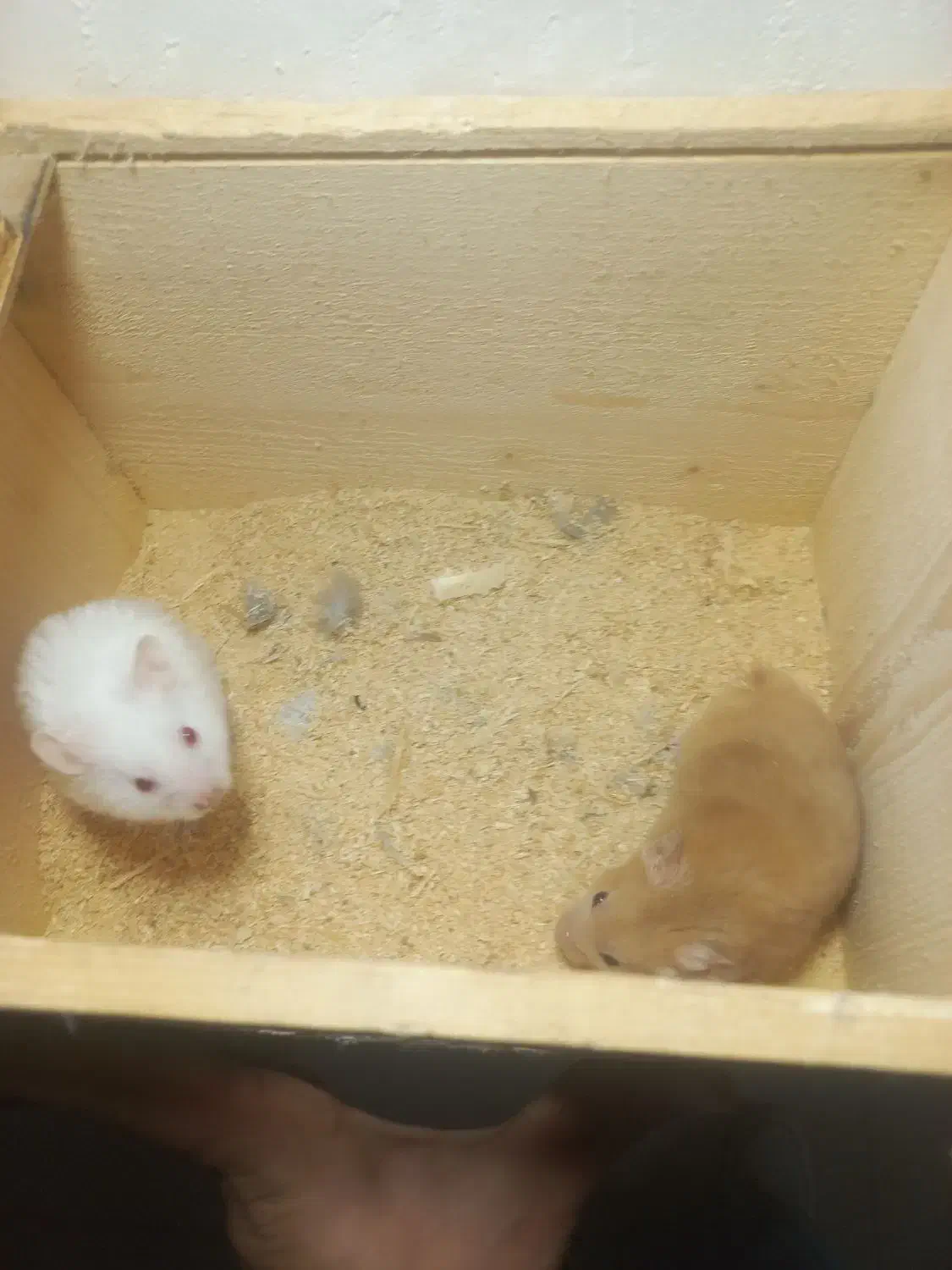 همستر|موش و خرگوش|لنگرود, |دیوار