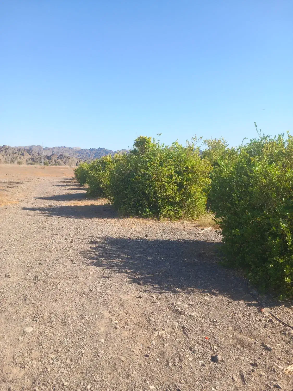 باغ آبنما شهرک ۱۳آبان|فروش زمین و ملک کلنگی|رودان, |دیوار