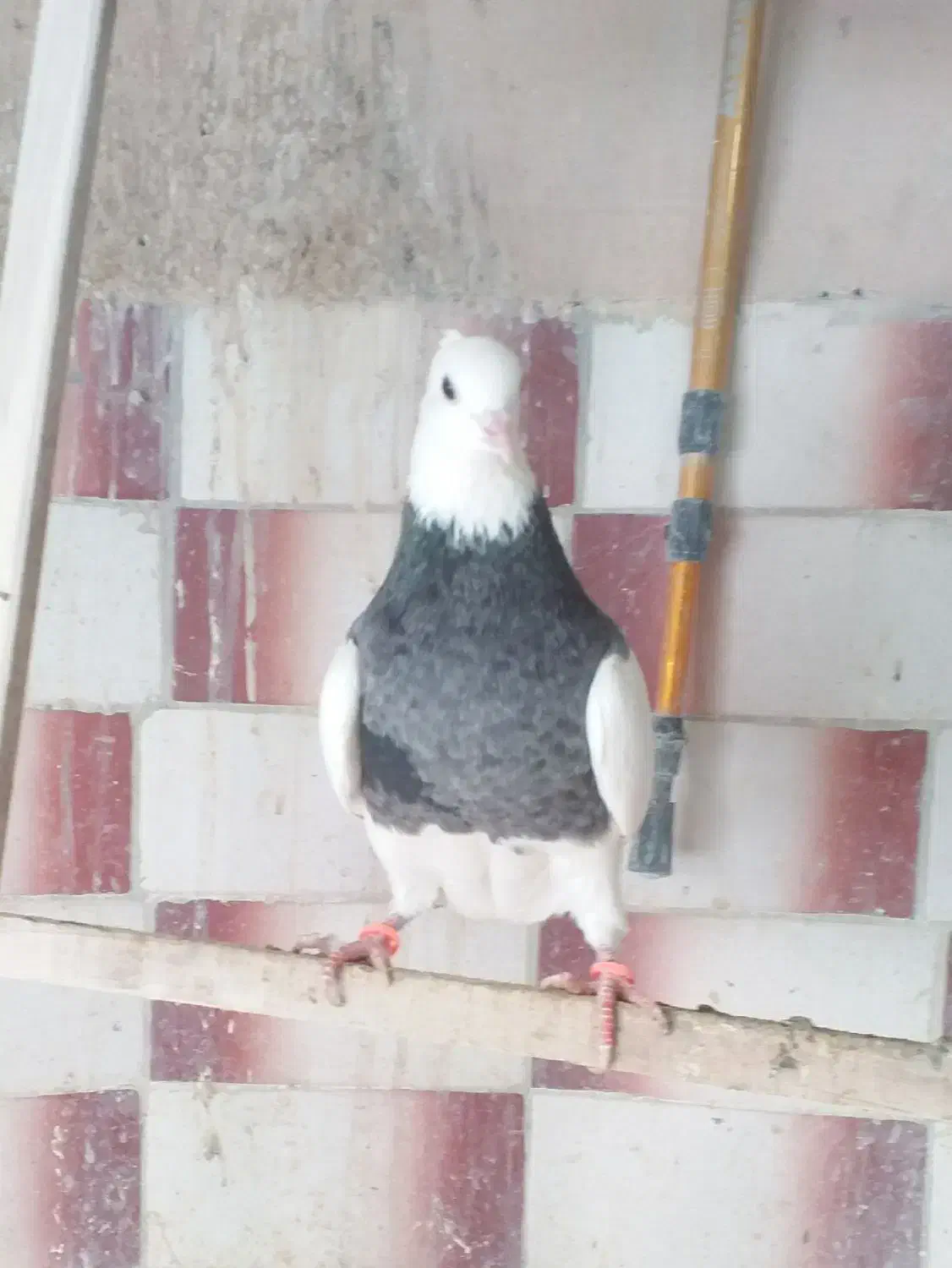 فروش ماده عتیقه|پرنده|سقز, |دیوار