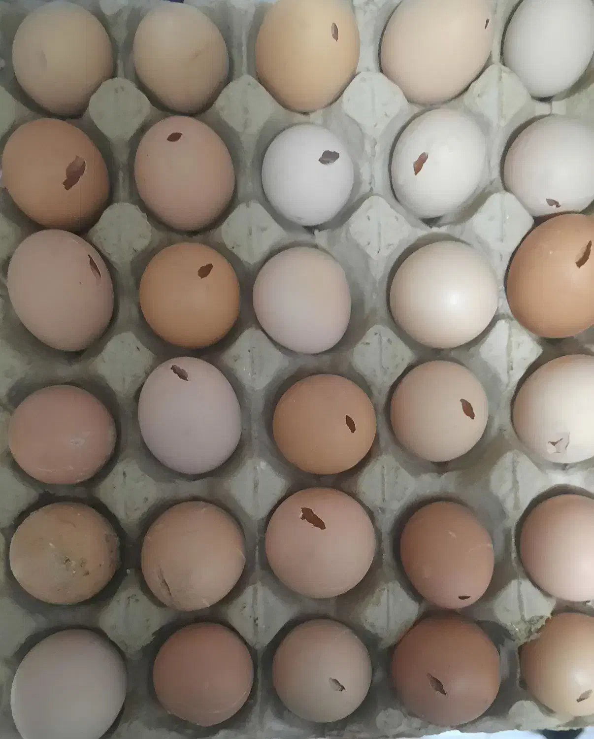 فروش تخم مرغ نوک خورده|خوردنی و آشامیدنی|یزد, |دیوار