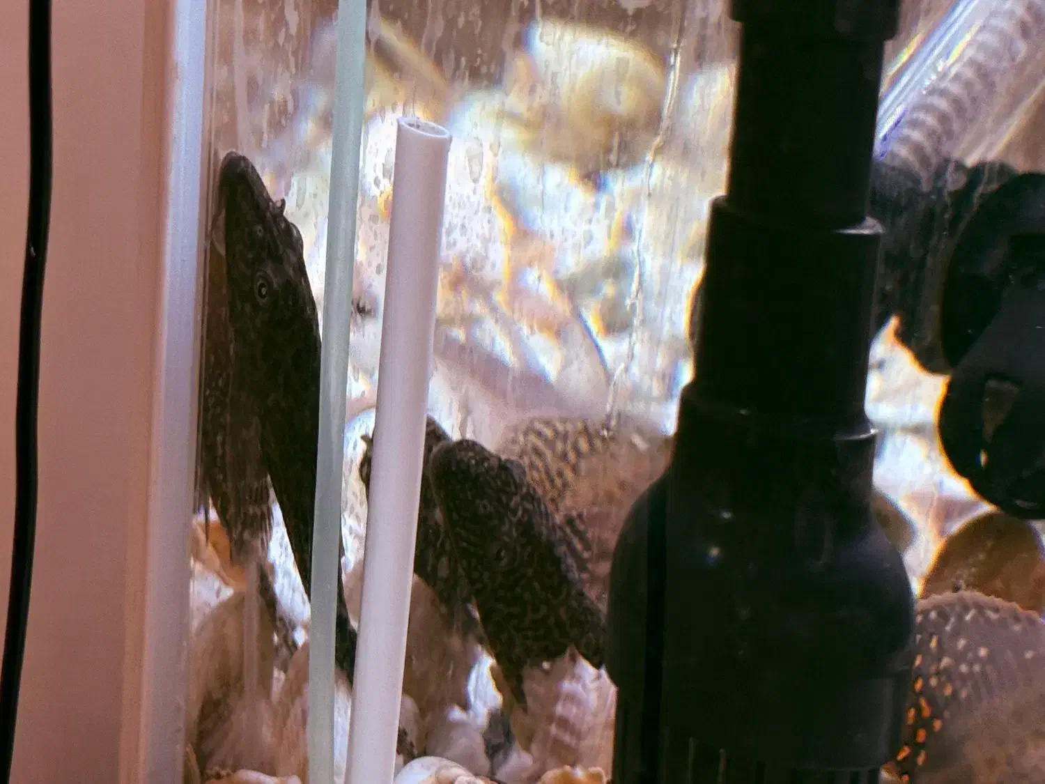 فروش آکواریوم سی استار شیشه خمیده در حد نو|ماهی|تهران, افسریه شمالی|دیوار