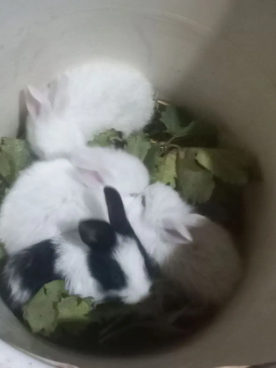 بچه خرگوش|موش و خرگوش|آزادشهر, |دیوار