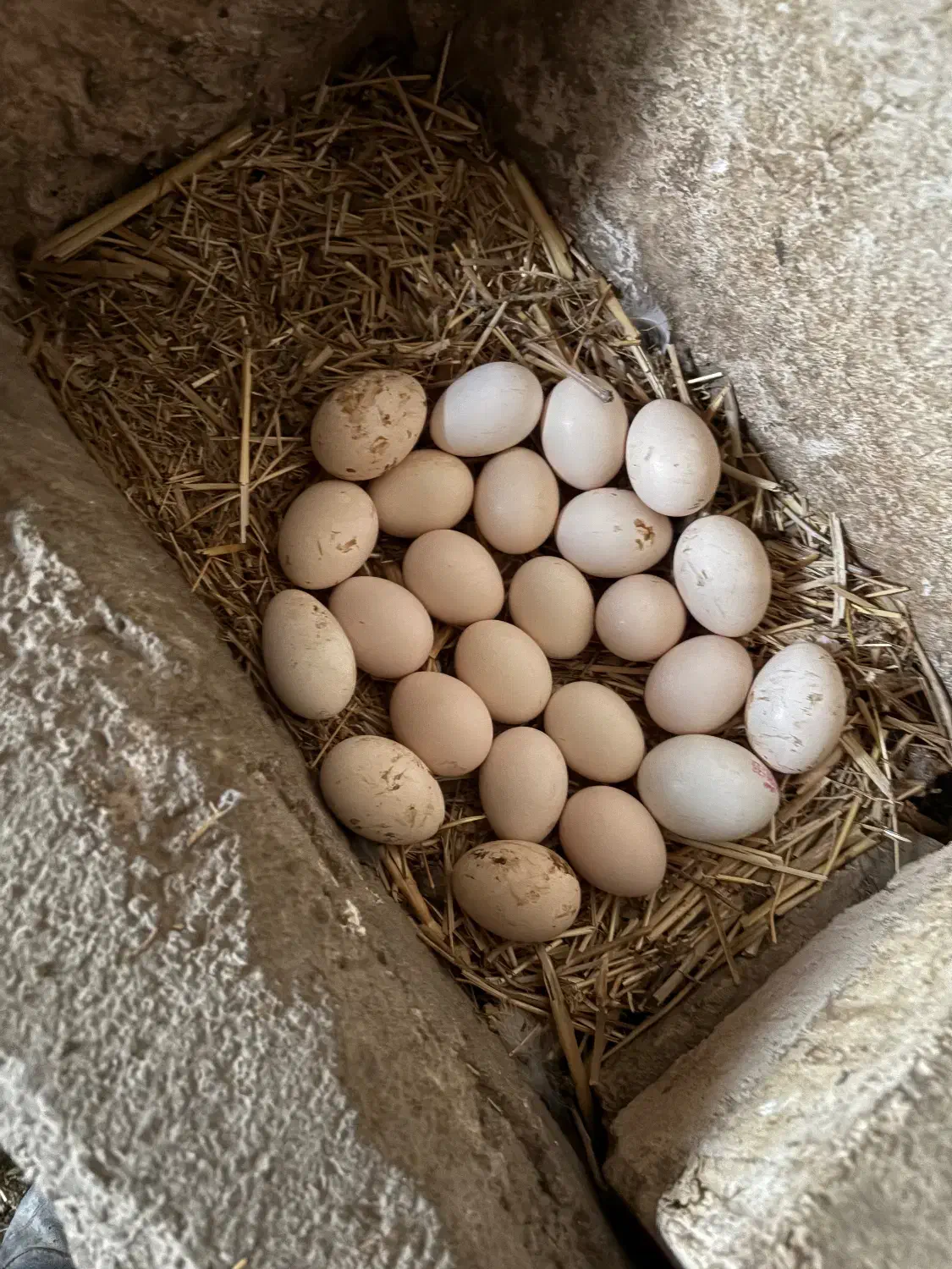 تخم مرغ رسمی واقعی|حیوانات مزرعه|قم, بکایی|دیوار