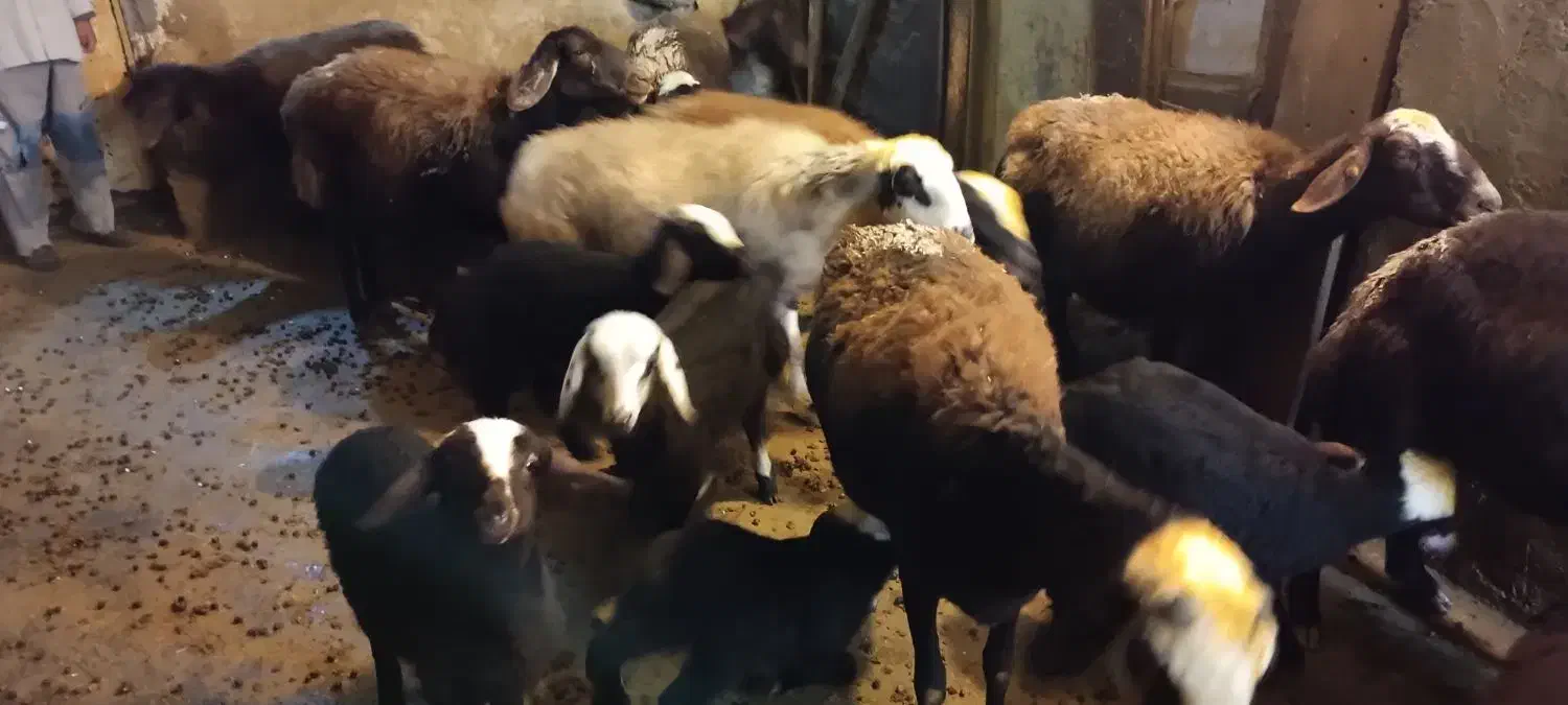 گوسفند|حیوانات مزرعه|بروجرد, |دیوار