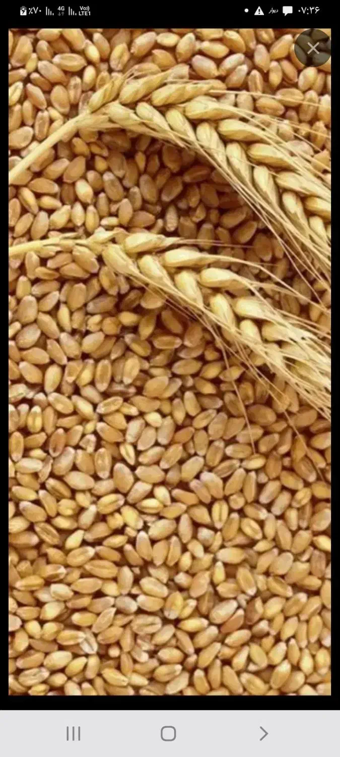 گندم فروشی|خوردنی و آشامیدنی|کوهدشت, |دیوار