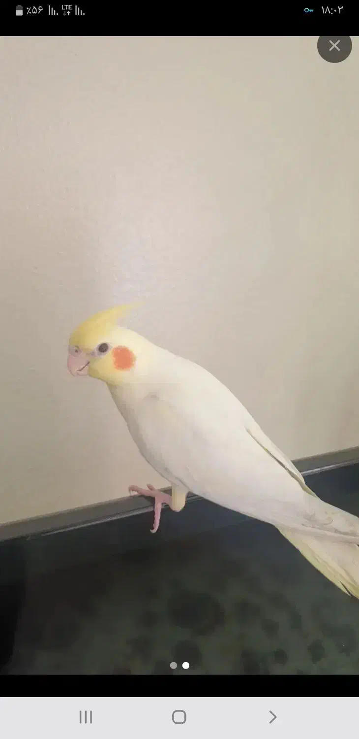 عروس هلندی|پرنده|بروجن, |دیوار