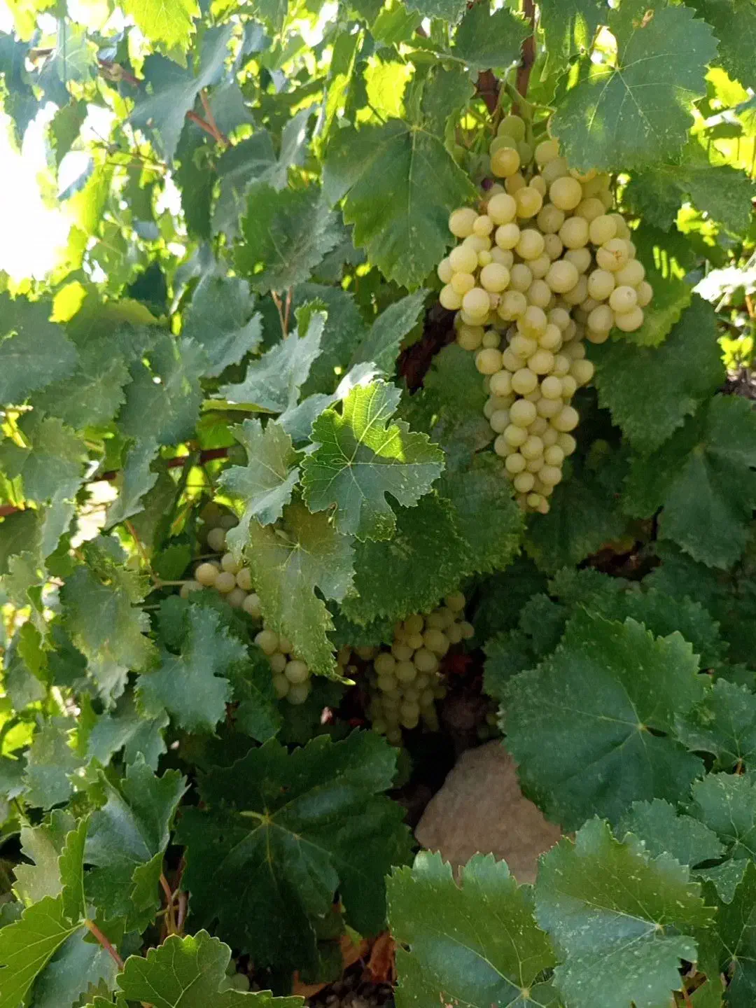 فروش باغ پر درامد|فروش زمین و ملک کلنگی|دشمن زیاری, |دیوار