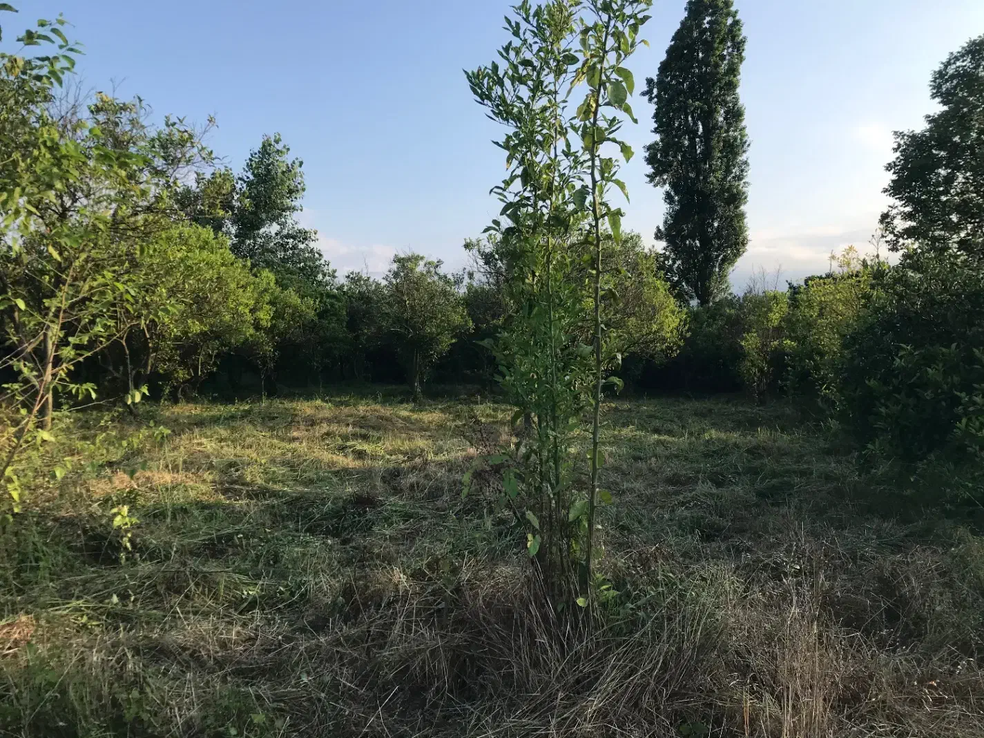 فروش ۹۰۰ متر زمین بافت باغات زیر قیمت|فروش زمین و ملک کلنگی|تنکابن, |دیوار