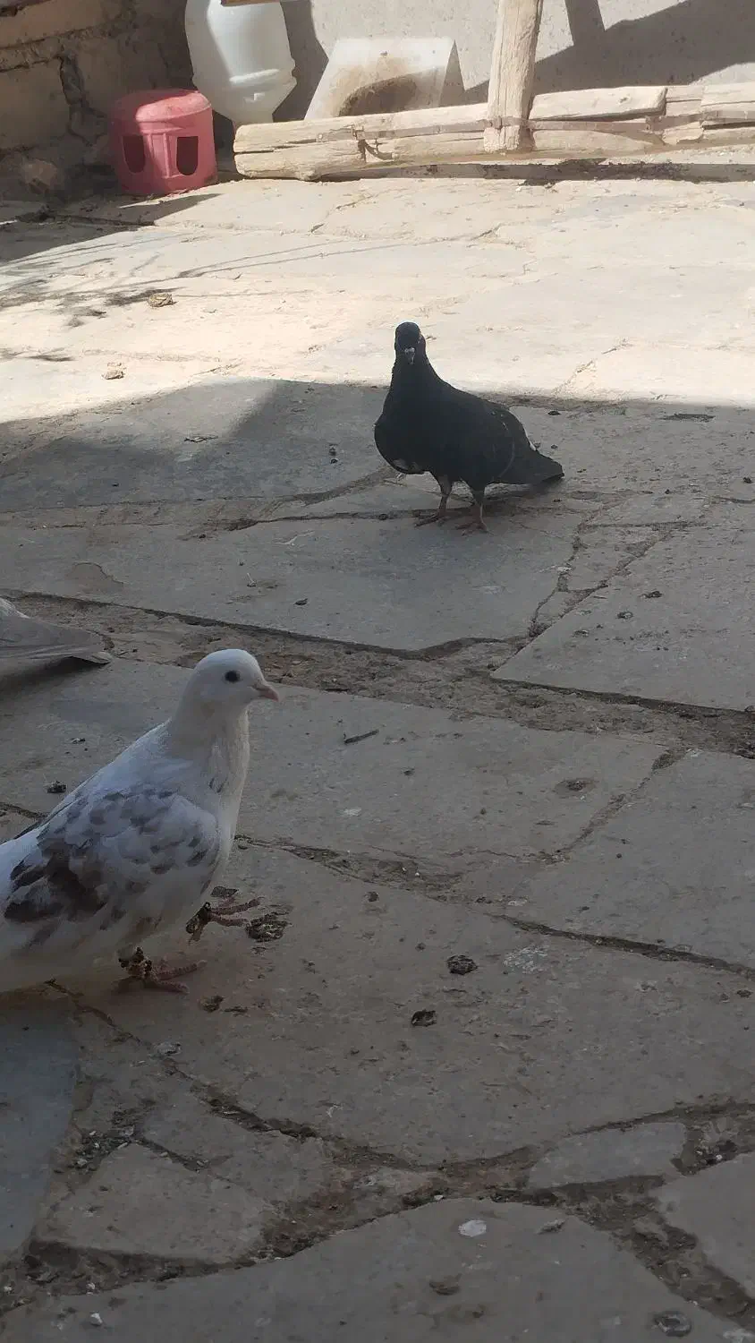 کبوتر|حیوانات|بیجار, |دیوار