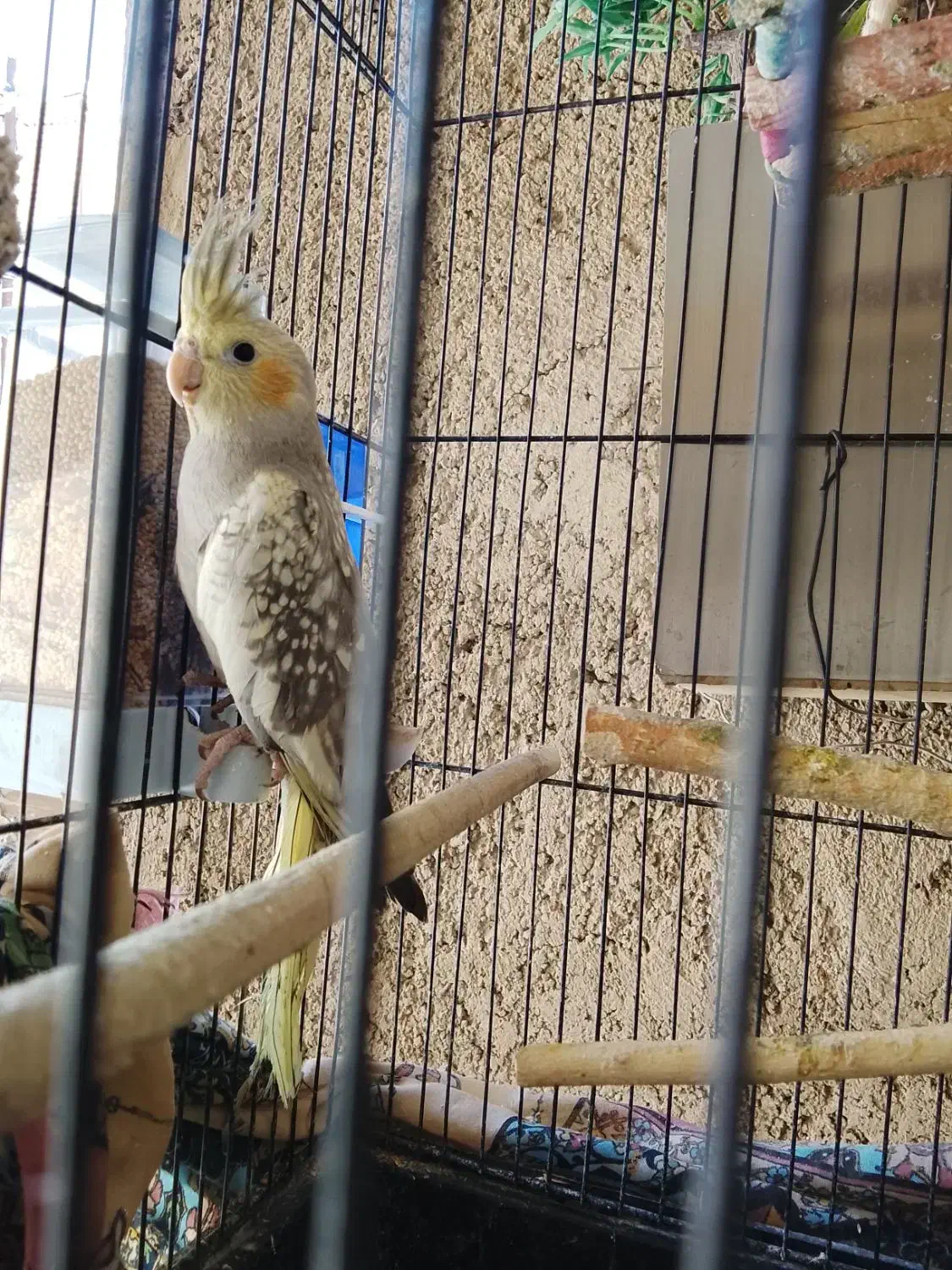 جوجه نر وماد شیش ماهه|پرنده|پاکدشت, خاتون آباد|دیوار