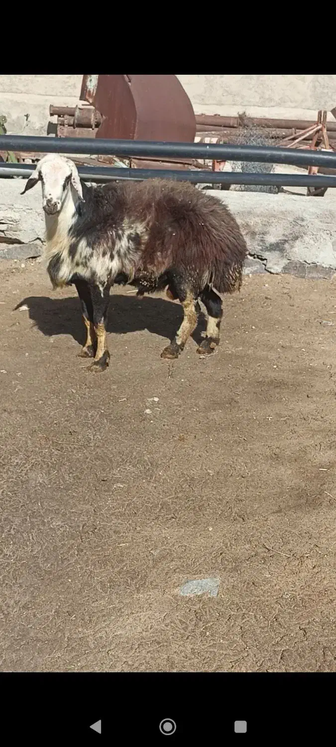 قوچ پلنگی|حیوانات مزرعه|خنداب, |دیوار