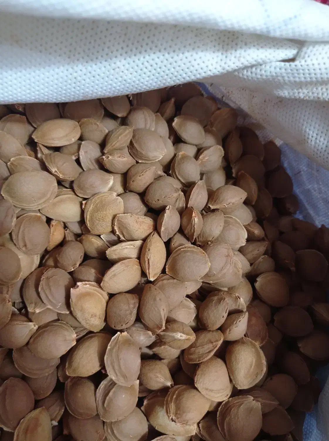 هسته زردآلو شیرین|خوردنی و آشامیدنی|درگزین, |دیوار