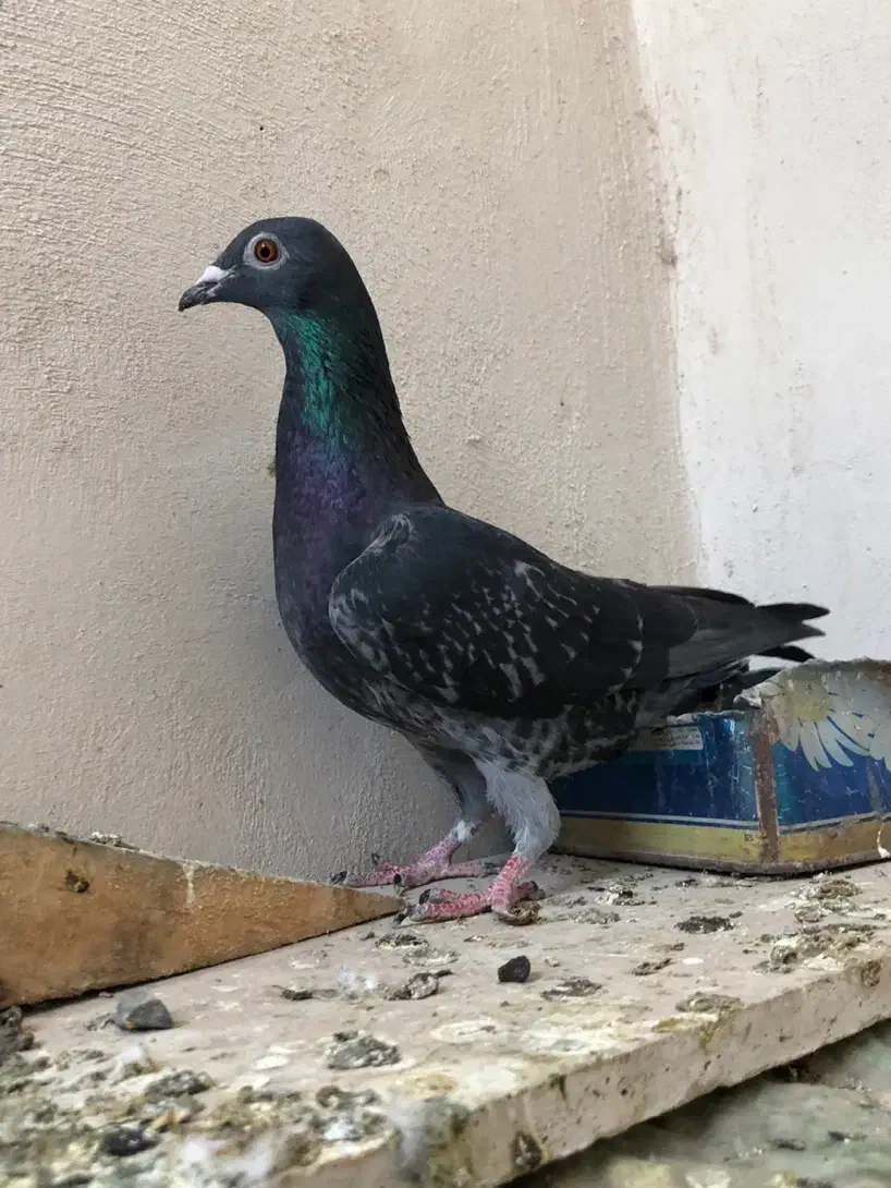 گندم کفتر|لوازم جانبی حیوانات|مشهد, امیریه|دیوار