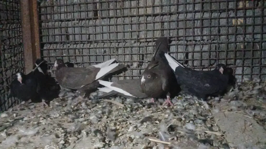 کبوترقره شاخ دارو رنگی|پرنده|سپیدان, |دیوار