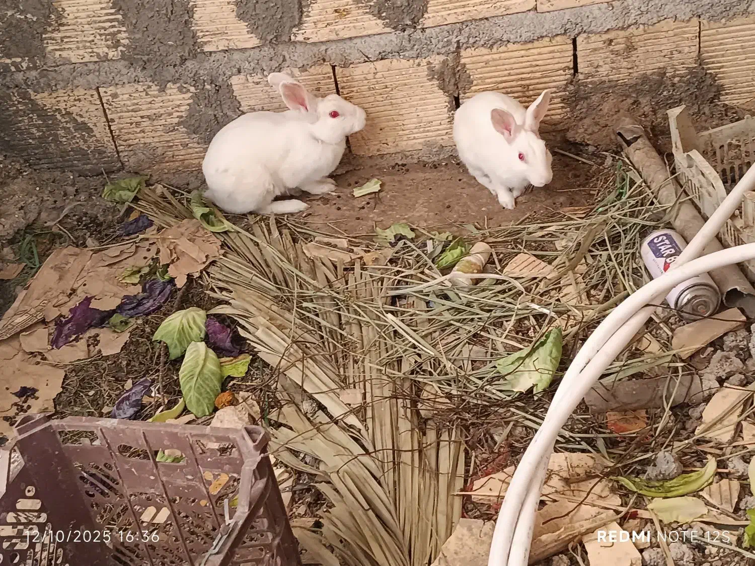 خرگوش احلی|موش و خرگوش|بندر امام خمینی, |دیوار